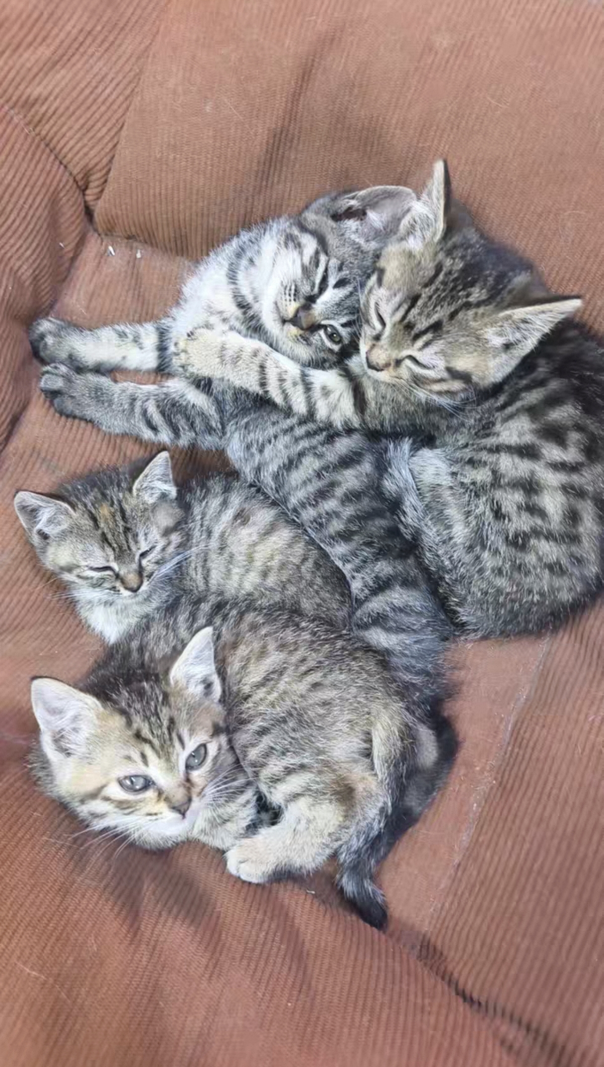 中华田园猫 狸花猫 小虎斑猫 活泼可爱 花纹清晰